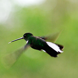 Circuit Andes, Amazonie