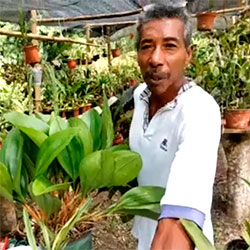 Rencontre en Équateur, forêt tropicale du Choco, Orchidées